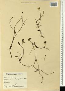 Ranunculus repens L., Caucasus, Stavropol Krai, Karachay-Cherkessia & Kabardino-Balkaria (K1b) (Russia)