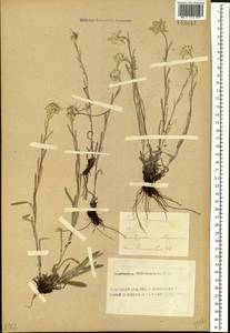 Leontopodium leontopodinum (DC.) Hand.-Mazz., Siberia, Altai & Sayany Mountains (S2) (Russia)