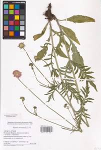 Knautia arvensis (L.) Coult., Eastern Europe, Central region (E4) (Russia)