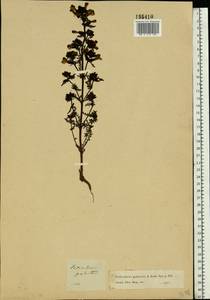 Pedicularis palustris, Eastern Europe, Moscow region (E4a) (Russia)