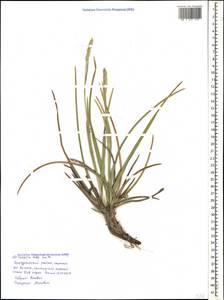 Sesleria alba Sm., Caucasus, Black Sea Shore (from Novorossiysk to Adler) (K3) (Russia)