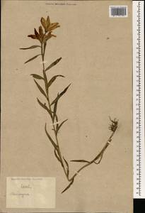 Lilium, South Asia, South Asia (Asia outside ex-Soviet states and Mongolia) (ASIA) (China)