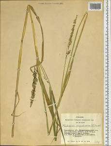 Phalaris arundinacea L., Siberia, Altai & Sayany Mountains (S2) (Russia)