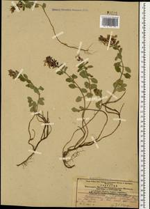 Teucrium chamaedrys L., Caucasus, Azerbaijan (K6) (Azerbaijan)