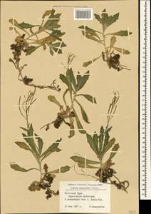 Arabis caucasica Willd., Crimea (KRYM) (Russia)