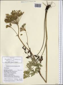 Pteroselinum austriacum (Jacq.) Rchb., Western Europe (EUR) (Bulgaria)