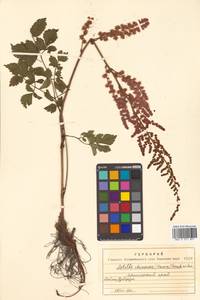 Astilbe rubra Hook. fil. & Thomson, Siberia, Russian Far East (S6) (Russia)