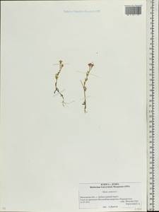 Atocion armeria (L.) Fourr., Eastern Europe, Moscow region (E4a) (Russia)