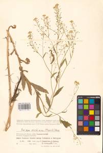 Rorippa austriaca (Crantz) Besser, Eastern Europe, Lower Volga region (E9) (Russia)