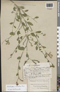 Heliotropium suaveolens M.Bieb., Eastern Europe, South Ukrainian region (E12) (Ukraine)