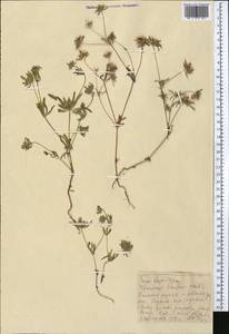 Asperula arvensis L., Middle Asia, Western Tian Shan & Karatau (M3) (Kazakhstan)