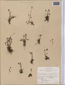 Saxifraga rivularis, America (AMER) (United States)