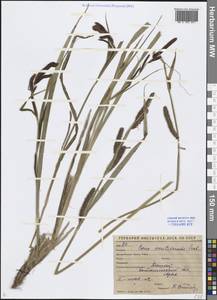 Carex acutiformis Ehrh., Middle Asia, Syr-Darian deserts & Kyzylkum (M7) (Uzbekistan)