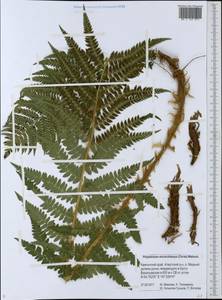 Polystichum microchlamys (Christ) Matsum., Siberia, Chukotka & Kamchatka (S7) (Russia)