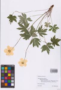 Anemone sylvestris L., Eastern Europe, Central forest-and-steppe region (E6) (Russia)
