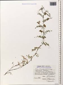 Vicia hirsuta (L.)Gray, Caucasus, Stavropol Krai, Karachay-Cherkessia & Kabardino-Balkaria (K1b) (Russia)
