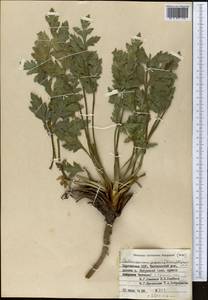 Aulacospermum popovii (Korovin) Kljuykov, Pimenov & V. N. Tikhom., Middle Asia, Western Tian Shan & Karatau (M3) (Kyrgyzstan)