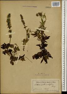 Nepeta multifida L., Mongolia (MONG) (Mongolia)