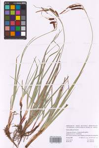 Carex flacca Schreb., Eastern Europe, North-Western region (E2) (Russia)