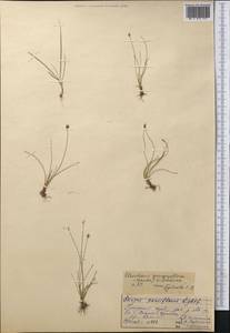 Eleocharis quinqueflora (Hartmann) O.Schwarz, Middle Asia, Pamir & Pamiro-Alai (M2) (Uzbekistan)