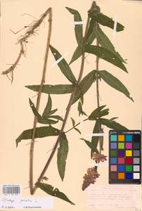 MHA 0 154 882, Stachys palustris L., Eastern Europe, West Ukrainian region (E13) (Ukraine)