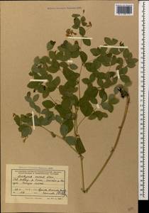 Lathyrus roseus Steven, Caucasus, Krasnodar Krai & Adygea (K1a) (Russia)