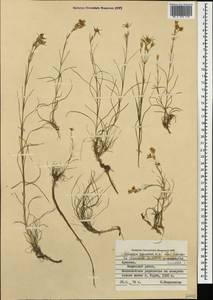 Eremogone szowitsii (Boiss.) Ikonn., Caucasus, Armenia (K5) (Armenia)