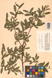 Salix saposhnikovii A. K. Skvortsov, Siberia, Altai & Sayany Mountains (S2) (Russia)