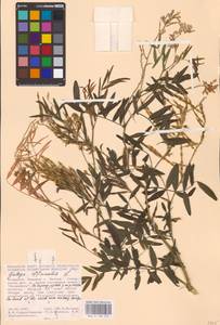 Galega officinalis L., Eastern Europe (no precise locality) (E0)