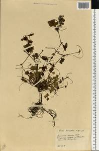 Viola tanaitica Grosset, Eastern Europe, North Ukrainian region (E11) (Ukraine)