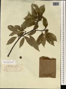 Quercus glauca Thunb., South Asia, South Asia (Asia outside ex-Soviet states and Mongolia) (ASIA) (China)