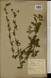Jacobaea erratica (Bertol.) Fourr., Caucasus, Abkhazia (K4a) (Abkhazia)