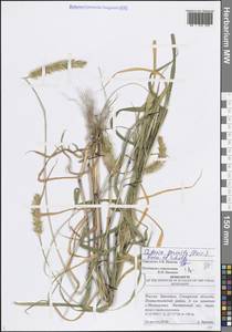 Setaria pumila (Poir.) Roem. & Schult., Eastern Europe, Middle Volga region (E8) (Russia)
