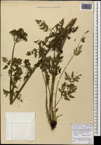 Selinum rhodopetalum (Pimenov & Kljuykov) Hand, Caucasus, Stavropol Krai, Karachay-Cherkessia & Kabardino-Balkaria (K1b) (Russia)