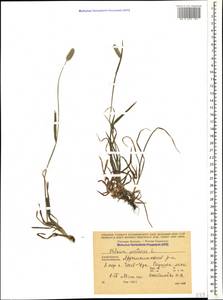 Phleum pratense L., Caucasus, Azerbaijan (K6) (Azerbaijan)