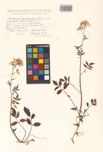 Cardamine macrophylla Willd., Siberia, Russian Far East (S6) (Russia)