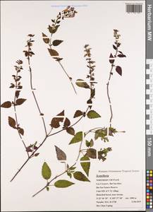 Scutellaria, South Asia, South Asia (Asia outside ex-Soviet states and Mongolia) (ASIA) (Vietnam)