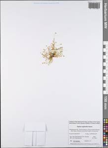 Sagina saginoides (L.) Karst., Eastern Europe, Northern region (E1) (Russia)