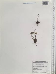 Noccaea thlaspidioides (Pall.) F.K.Mey., Siberia, Central Siberia (S3) (Russia)