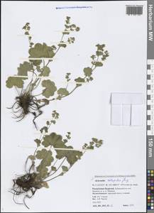 Alchemilla retropilosa Juz., Siberia, Baikal & Transbaikal region (S4) (Russia)