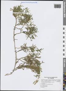 Diphasiastrum complanatum (L.) Holub, Siberia, Russian Far East (S6) (Russia)