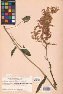 Rumex thyrsiflorus Fingerh., Eastern Europe, Central region (E4) (Russia)