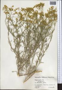 Haplophyllum griffithianum Boiss., Middle Asia, Pamir & Pamiro-Alai (M2) (Turkmenistan)