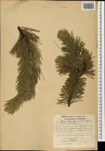 Pinus sylvestris var. hamata Steven, Caucasus, Armenia (K5) (Armenia)