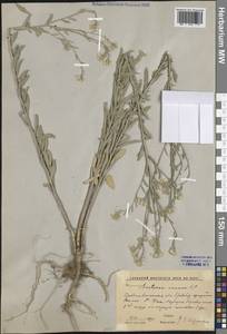 Berteroa incana (L.) DC., Eastern Europe, Middle Volga region (E8) (Russia)