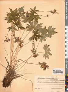 Geranium erianthum DC., Siberia, Chukotka & Kamchatka (S7) (Russia)