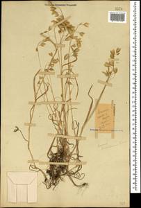 Bromus briziformis Fisch. & C.A.Mey., Caucasus, Azerbaijan (K6) (Azerbaijan)