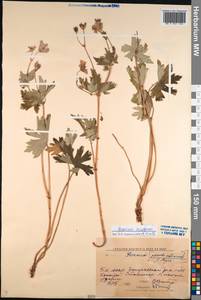 Geranium platyanthum Duthie, Siberia, Baikal & Transbaikal region (S4) (Russia)