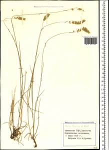 Melica ciliata L., Caucasus, Armenia (K5) (Armenia)