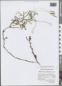 Diphasiastrum complanatum (L.) Holub, Siberia, Western Siberia (S1) (Russia)